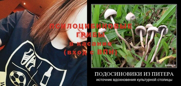 молекула духа Богданович